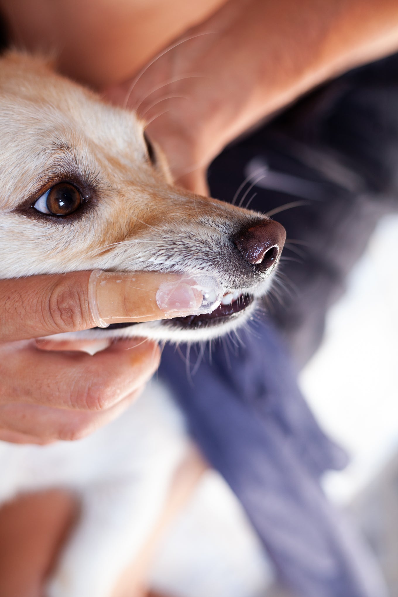 DogCare® Οδοντόβουρτσα Δακτύλου