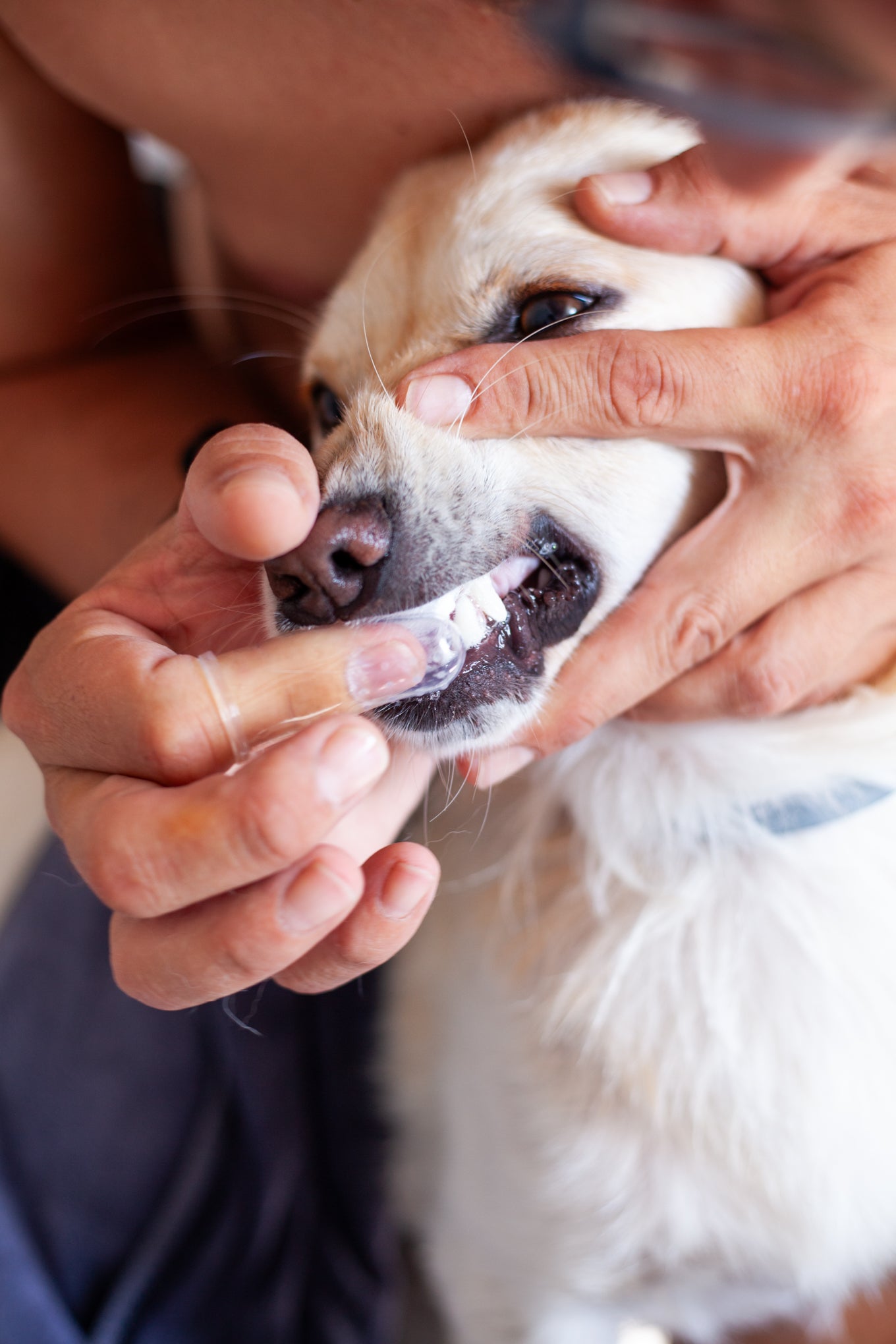 DogCare® Οδοντόβουρτσα Δακτύλου