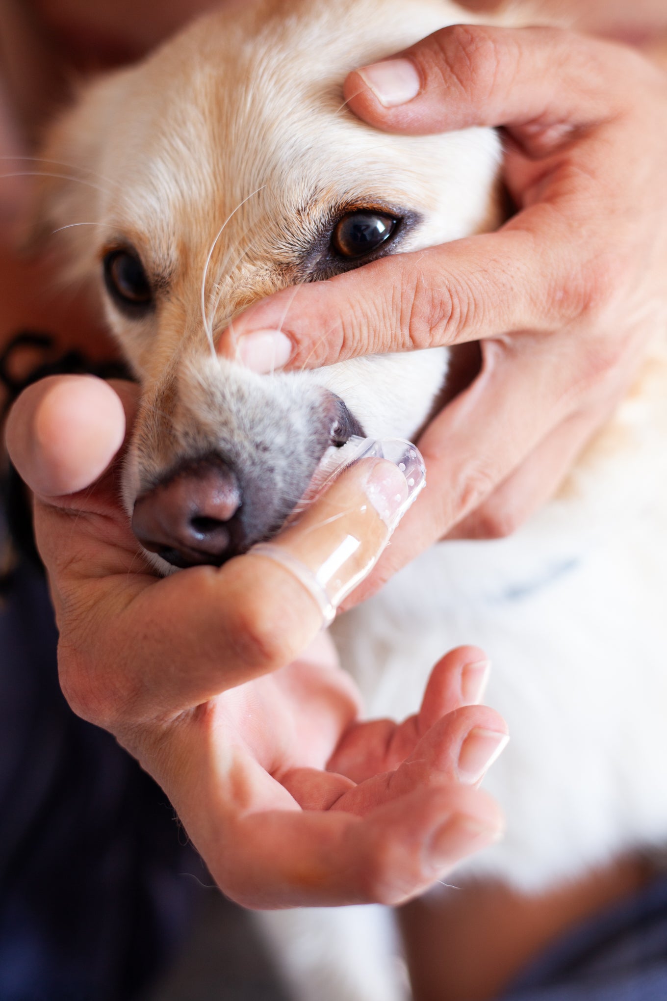 DogCare® Bath Kit (2 Βουρτσάκια Σιλικόνης Μπλε και Ροζ, Πετσέτα + Οδοντόβουρτσα)