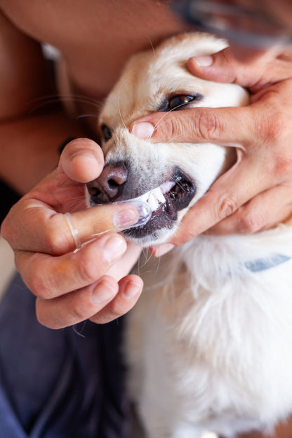 DogCare® Toothbrush