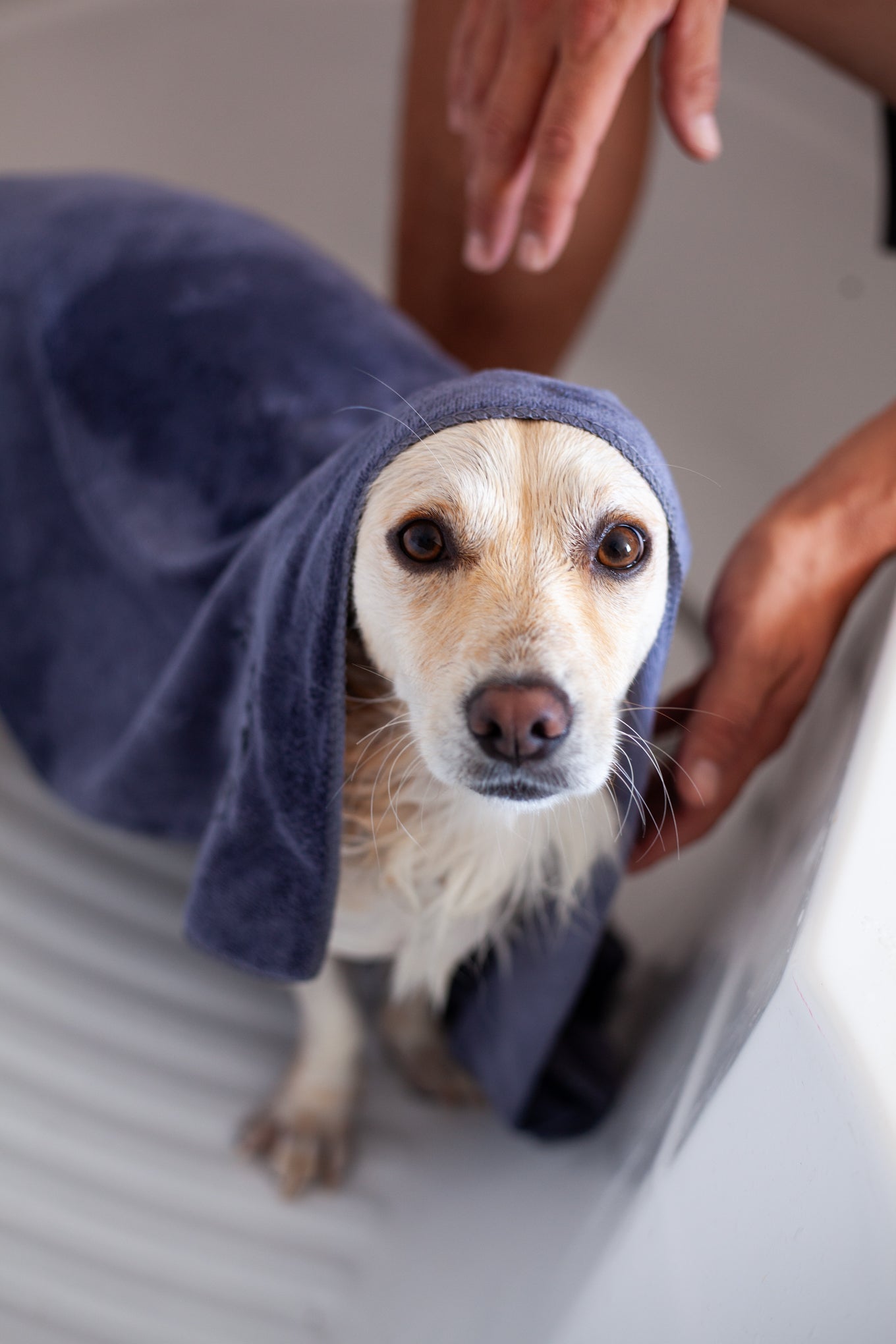 DogCare® Towel