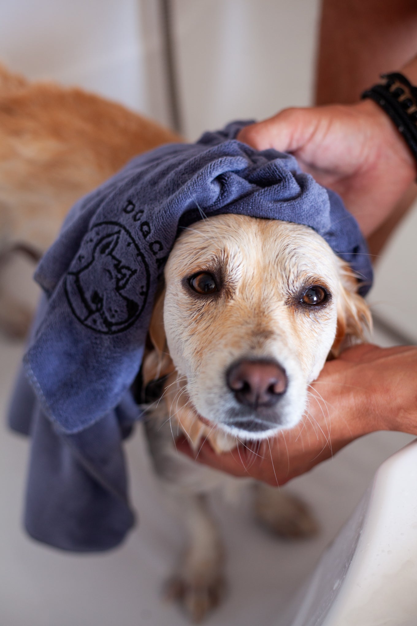 DogCare® Bath Kit (Silicon Brush Blue, Pink, Towel, ToothBrush)