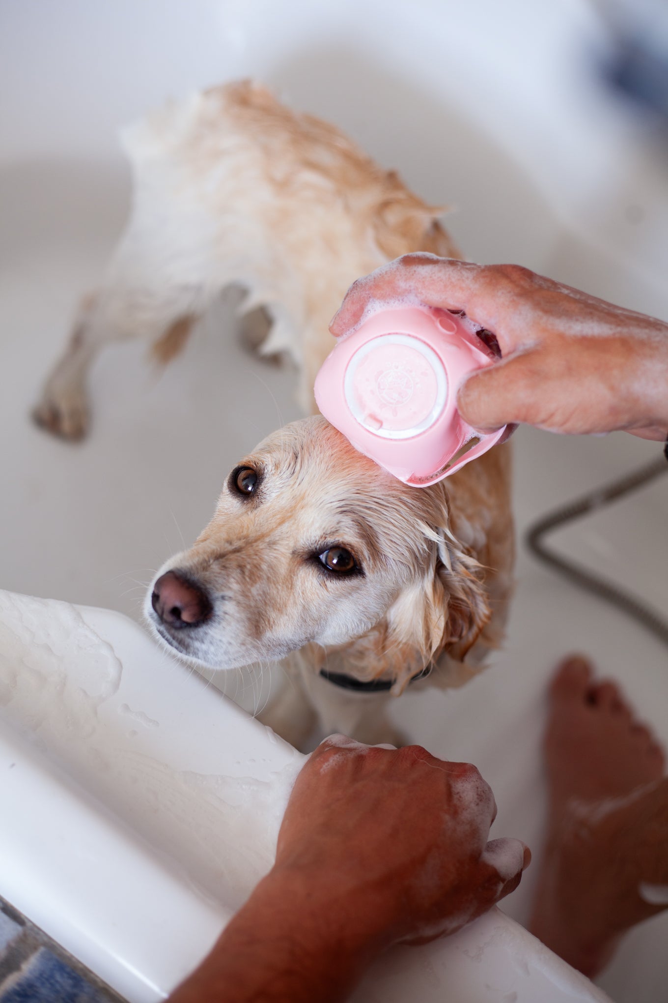 DogCare® Bath Kit (Silicon Brush Blue, Pink, Towel, ToothBrush)